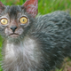 Image for article titled Humans create cat werewolves—and they're very cute and very spooky